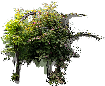 Variegated Kiwi Vine